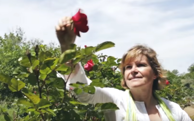 Ervas Finas: Natureza, Nutrição e Arte